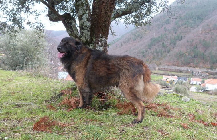 Cães Serra Estrela: O fiel amigo que protege o rebanho